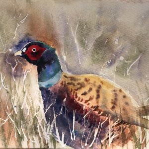 Pheasant